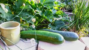 Is epsom salt safe to put on zucchini. Zucchini Black Beauty Squash Oma S Gardens