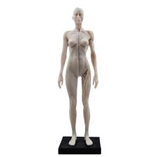 Muscles of the torso, as well as muscles in the arms or legs, can give the impression of a thin or athletic person. Amazon Com Human Anatomy Model 1 6 Life Size Male Female Human Anatomy Muscle Figure Shoulder Fiber Face Head Skeletal Leg Arm Skeletal Head Body Anatomical Reference For Artists Industrial Scientific