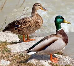 Why Would I Fight a Horse-Sized Duck? | WIRED