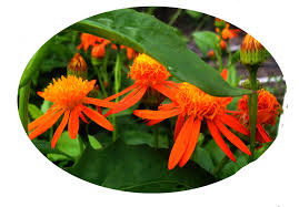 Image result for Pseudogynoxys