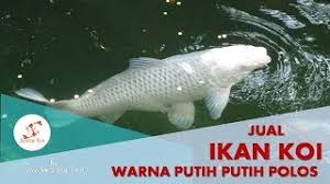 Sehingga, daging ikan berwarna lebih putih dibandingkan daging hewan darat. Harga Ikan Koi Warna Putih Polos Wa 085790350828 Youtube