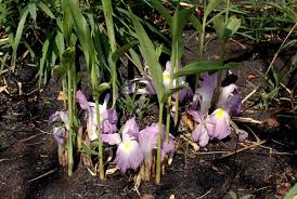 Image result for Siphonochilus parvus