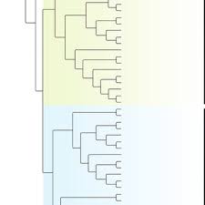 Image result for Englerodendron mengei