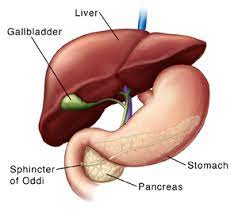 Sphincter of oddi dysfunction is a rare condition affecting the digestive system. Sphincter Of Oddi Dysfunction Saint Luke S Health System