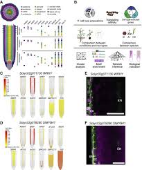 But how do the server and browser on each end of the connection have the correct key for encrypting and decrypting data? Innovation Conservation And Repurposing Of Gene Function In Root Cell Type Development Sciencedirect