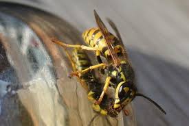 Was Hilft Gegen Wespen Fallen Selbst Bauen Oder Kaufen Duftstoffe Und Verhalten Was Hilft Gegen Wespen Wespe Fruchtfliegen