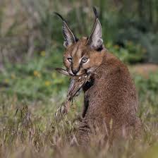 Derrière son allure sauvage se cache un chat au très bon le highlander ressemble beaucoup à un lynx en raison de sa robe recouverte de taches rondes qui lui donne une allure sauvage. Le Caracal Un Chat Fantome