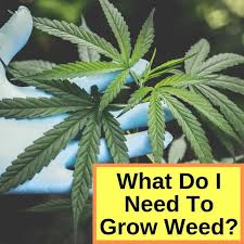 We did not find results for: What Do I Need To Grow Weed With Indoor Grow Room Checklist