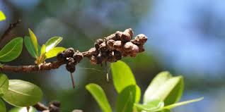 Image result for Ficus burkei