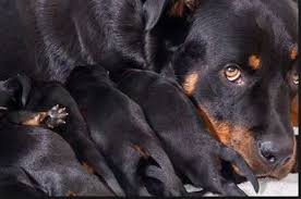 Your Pregnant Rottweiler Everything You Need To Know Big Dog Den