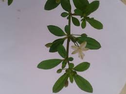 Image result for Hypertelis cerviana