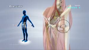 Human muscle system, the muscles of the human body that work the skeletal system, that are under voluntary control, and that are concerned with movement, posture, and the upper leg and knee. Hip Anatomy Video Medical Video Library
