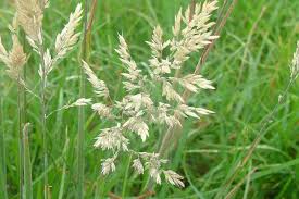 Image result for Holcus