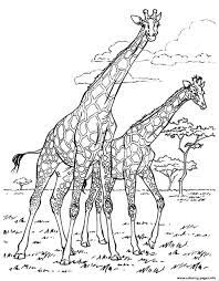 Some of the coloring page names are giraffes are large sized mammals known for their long necks and distinct coat these, tall giraffe calf coloring tall giraffe calf coloring for kids best, zentangle giraffe coloring, malvorlagen fur kinder ausmalbilder giraffe kostenlos 9 of 9 konabeun, giraffe coloring coloring, giraffe coloring. Printable Giraffe Coloring Pages For Adults Coloring And Drawing