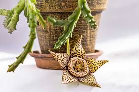 Image result for Orbea carnosa