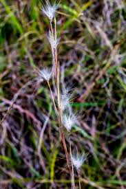 Image result for Andropogon eucomus