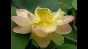 Lagu bunga citra lestari lengkap. Bunga Seroja By Amigos Youtube