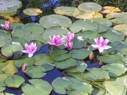 Because living on or under water surface requires numerous special adaptations, aquatic plants can only grow in water or permanently saturated soil. Le Piante Acquatiche Vendita Online Anche In Vaso Fioristaonline