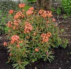 It certainly doesn't expect that the plants will thrive in the area where they are planted at. Euphorbia Griffithii Fire Glow Zones 5 Through 9 Euphorbia Plant Euphorbia Plants
