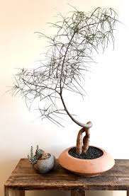 Image result for Brachycorythis tenuior