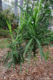 Image result for Cordyline stricta