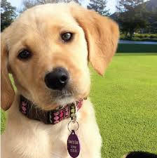 Home For Good Dog Rescue Hfgdr Is A 100 Foster Based Non Profit 501 C 3 Dog Rescue Established In 2010 In Summit New Jersey W Dogs Best Dogs Rescue Dogs