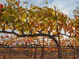 Image result for grape pruning