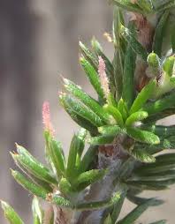 Image result for Cliffortia