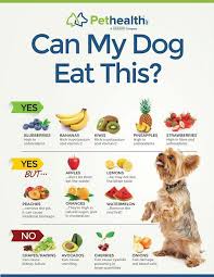 Dog Food Bowl Recipes Tips In 2020 Dog Food Bowls Foods Dogs Can Eat Make Dog Food