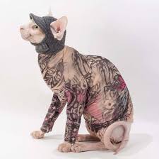 See more ideas about cats, hairless cat, sphynx cat. Cool Sphynx Cat Tatt Cat Outfits Found On Etsy Sphynx Cat Clothes Hairless Cat Cat Clothes