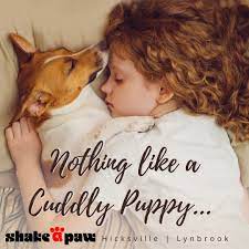 We focus on premium quality and well functional we welcome approaches from all sectors of the pet trade market, to share our success and to increase your revenues. Shake A Paw Ny Home Facebook