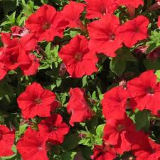 We did not find results for: Petunia Surfinia Trailing Red Greenhouse Product News
