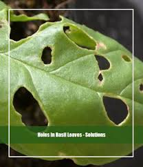 Check spelling or type a new query. 3 Reasons Why Holes In Basil Leaves Complete Treatment