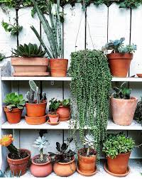 Like an exquisite string of jade pearls, this basket of string of pearls is a valuable asset to home decor. Plant O Pedia String Of Pearls Justina Blakeney