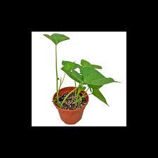 Spinach is an excellent companion plant for your sweet potato. Sweet Potato Plant Green Leaf
