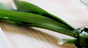 Meski demikian, tidak semua tanaman dapat masuk dalam kategori apotek hidup ini. 30 Contoh Tanaman Apotek Hidup Dan Manfaatnya Part 3 Lifestyle Fimela Com