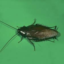 The smoky is also known as the smokey brown cockroach. Smokybrown Cockroach Pest Exterminator Services
