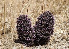A silver metallic christmas tree with lights in the west texas desert. Plantfiles Pictures Pholisma Species Desert Christmas Tree Purple Sand Food Scaly Stemmed Sand Plant Pholisma Arenarium By Kell