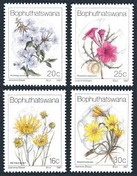 Image result for Berkheya zeyheri