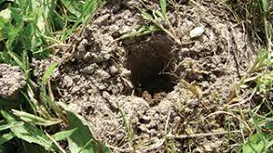 How to remove yard moles. How To Get Rid Of Moles In The Yard Tomcat