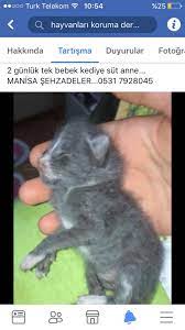 manisa ucretsiz kedi kopek sahiplendirme yardim home facebook