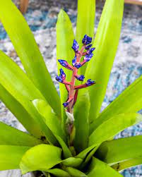 Small alocasia amazonica polly real ornamental plants. Aechmea Blue Tango Bromeliad Plantvine