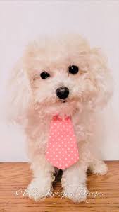 ITH Dog Tie Embroidery Design 2 SIZES