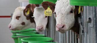 Nee, maar wel door een nieuwe wet in te dienen. Schouten Onderzoekt Aanpassing Wet Dieren Nieuwe Oogst