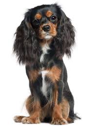 I hope to come home to you soon, so i can show you what i've learned. Cavalier King Charles Spaniel Temperament Is It The Perfect Dog