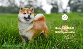 Shib token is ticker symbol of shiba inu ecosystem that nothing but experiment to building community. How Much Does A Shiba Inu Cost In Malaysia