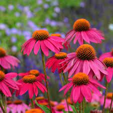 Wild Berry Purple Coneflower Echinacea Purpurea High Country Gardens