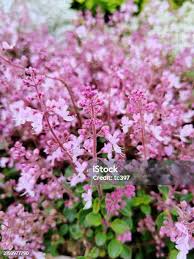 Image result for Dianthus chimanimaniensis