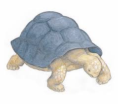 Le lièvre et la tortue, pt. Le Lievre Et La Tortue Il Etait Une Histoire Ieuh
