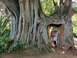 Image result for Dasylepis eggelingii